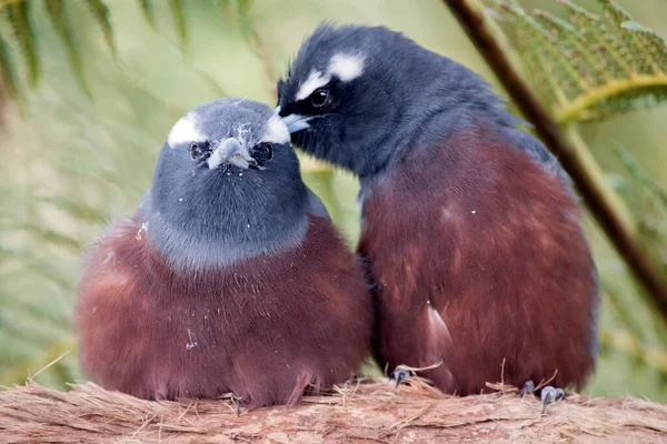 二つの木のツバメは巣の中にいて — ストック写真