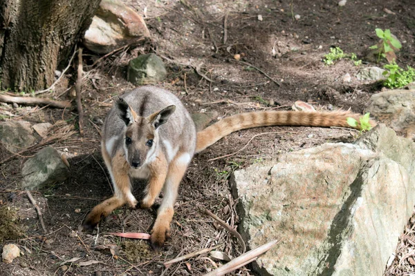 Roca Patas Amarillas Wallaby Esconde Una Rocalla — Foto de Stock