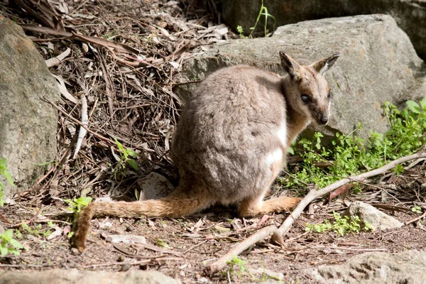 Joey Yellow Footed Rock Wallaby Verstopt Zich Rotsen — Stockfoto