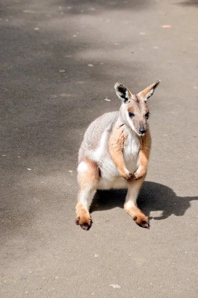 Joey Yellow Footed Rock Wallaby Standing Its Rear Legs — стоковое фото