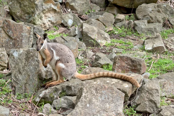 Esta Una Vista Lateral Una Roca Patas Amarillas Wallaby —  Fotos de Stock