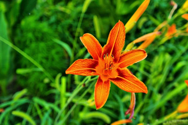 Bir çiçek — Stok fotoğraf