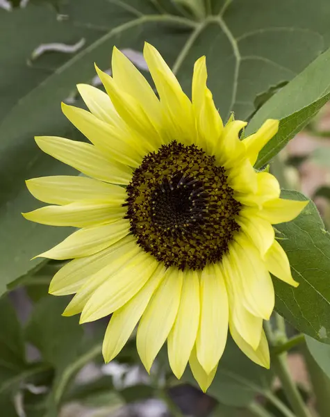 Sonnenblume — Stockfoto