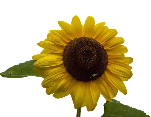 Sonnenblume — Stockfoto