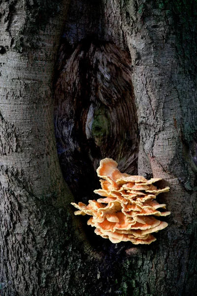 Kayın ağacı üzerinde kükürt mantarı — Stok fotoğraf