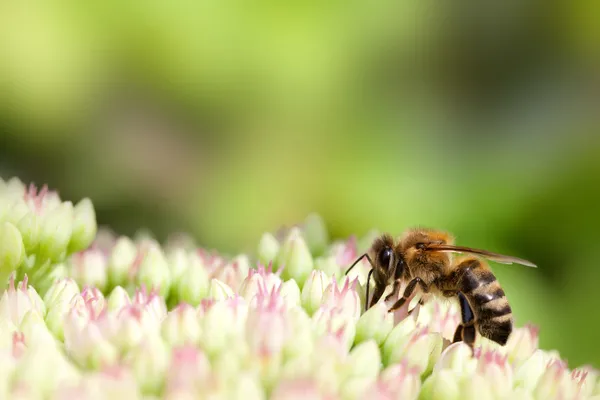 Včela na růžové a bílé květiny — Stock fotografie