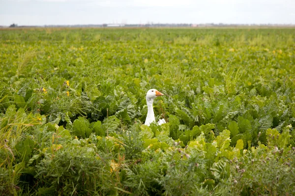 Cabeza de ganso blanco en col verde — Foto de Stock