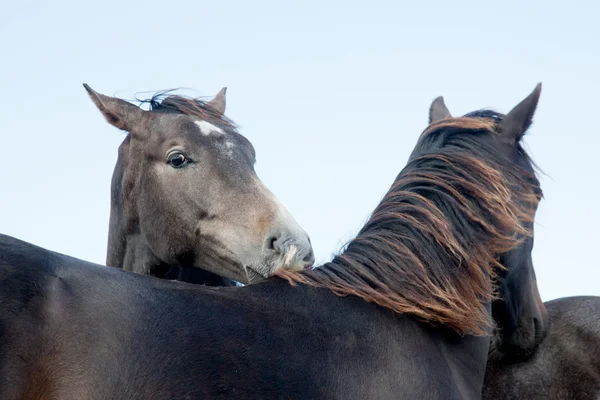 Cabezas de dos caballos — Foto de Stock