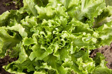 Bahçe içinde marul hindiba