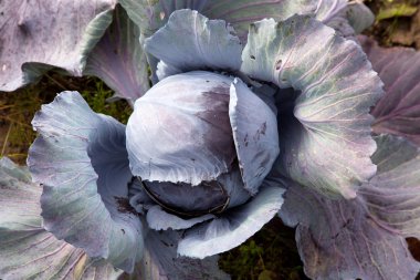 Red cabbage in garden clipart