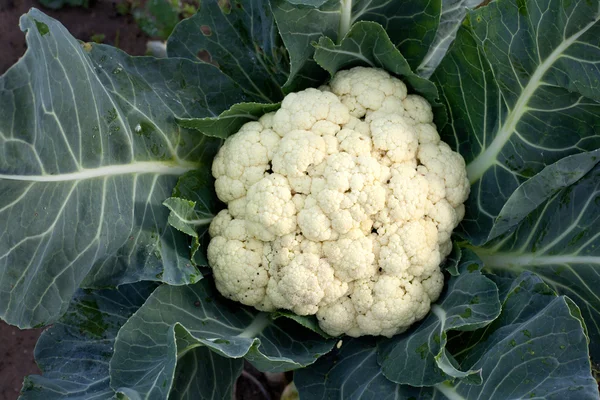 Coliflor en el jardín —  Fotos de Stock