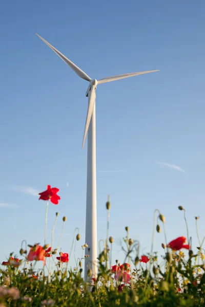 Windturbine ve haşhaş — Stok fotoğraf