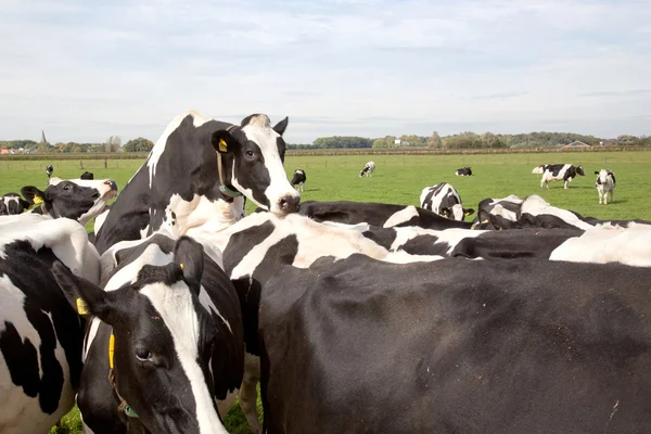 Vache sautant d'autres vaches — Photo