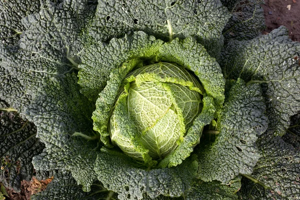 Green cabbage in the garden — Stock Photo, Image