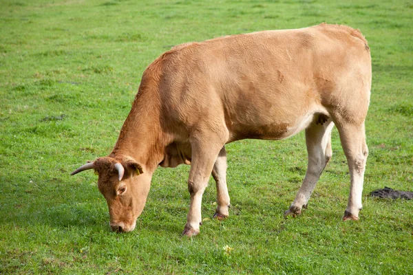 Pastoreo de vacas limusinas — Foto de Stock