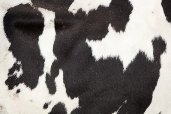 Lado de una vaca — Foto de Stock