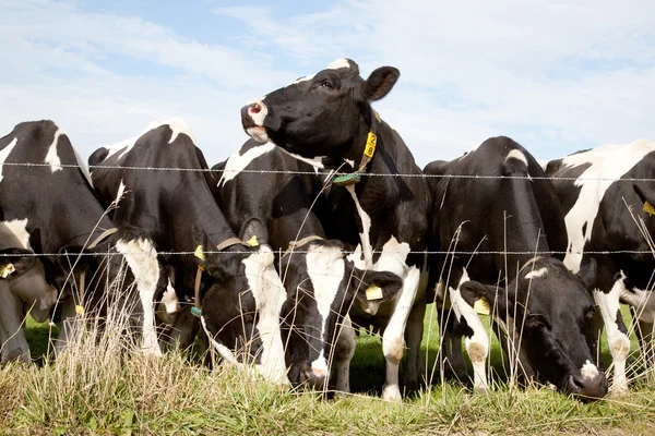 Sorban a fekete-fehér tehenek — Stock Fotó