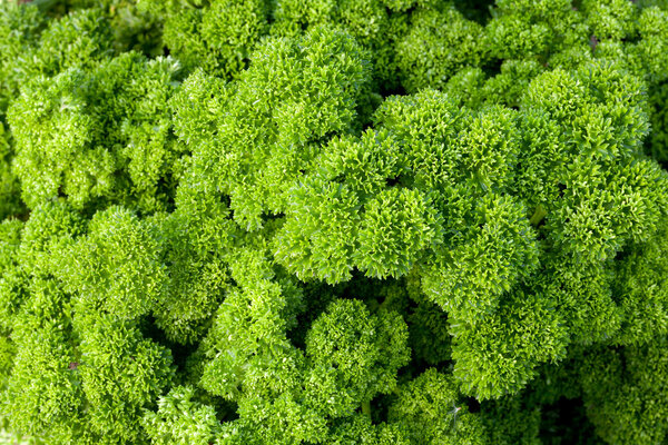 Closeup of parsley plant in the garden