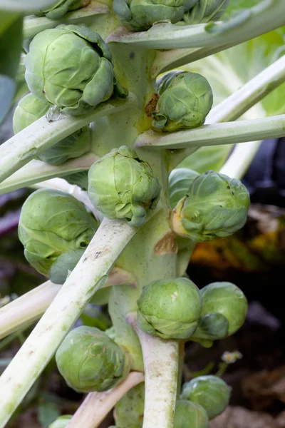 Brussel sprouts on stem — Stock Photo, Image