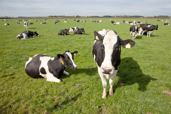 Black and white cows in a meadow — Stock Photo, Image