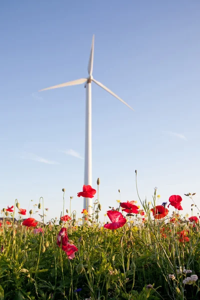 Campo di papaveri e turbine eoliche — Foto Stock