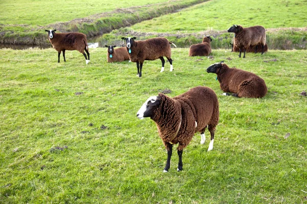 Brown sheep in meadow — Stock Photo, Image