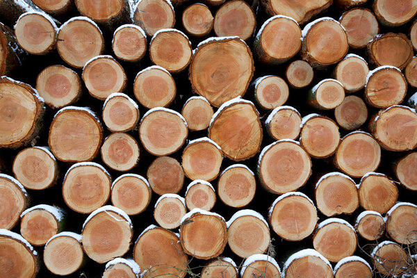 сосновые деревья в зимнем лесу
