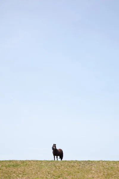 Πόνι op een dijk steekt af σε de blauwe lucht — Φωτογραφία Αρχείου