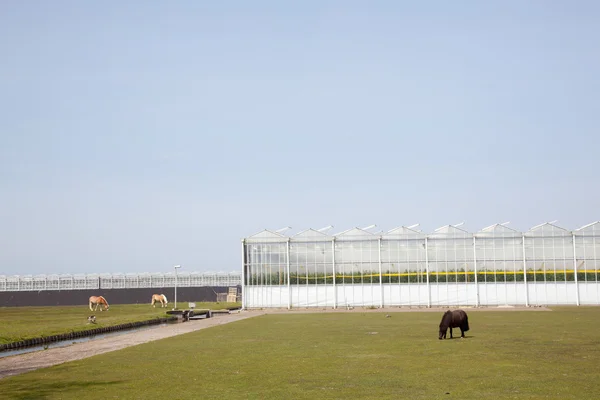 Chevaux et poneys broutant devant les serres — Photo