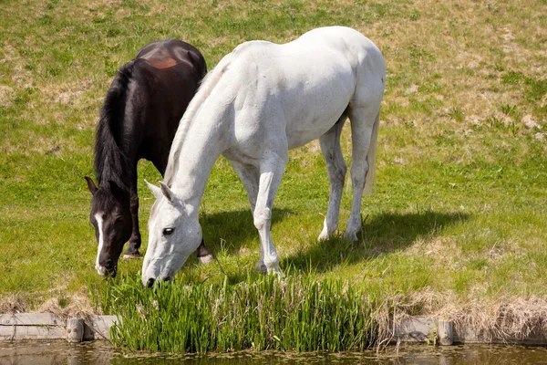Cavalo branco e cavalo escuro pastando juntos — Fotografia de Stock