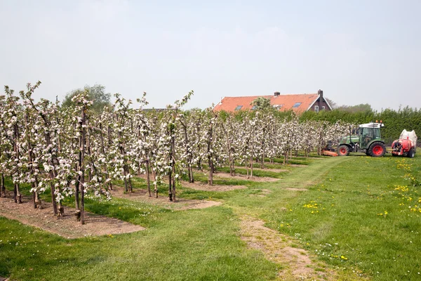 トラクターと農家の咲く果樹園 — ストック写真
