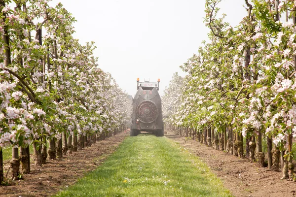 Treating blossoming apple treas by spraying — Stock Photo, Image