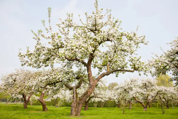Ανθίζοντας δέντρα μηλιάς στην Ολλανδία — Φωτογραφία Αρχείου