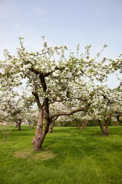 Bloeiende appelboom in boomgaard in Nederland — Stockfoto