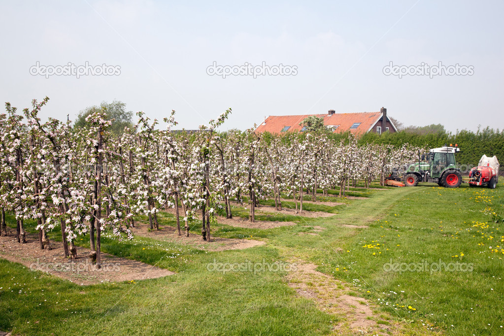 tractor and blooming orchard with farmhouse