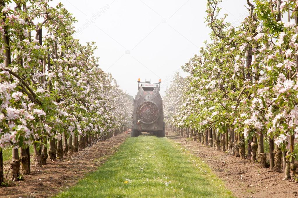 treating blossoming apple treas by spraying