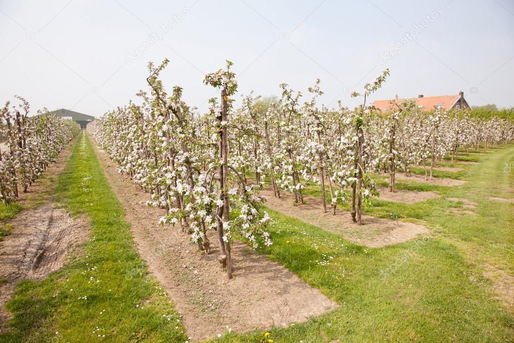 blooming apple orchard and farm house
