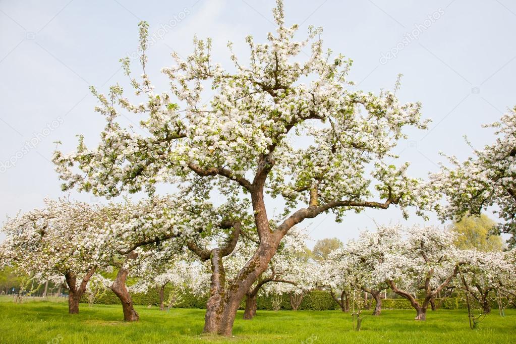 flowering apple trees in holland