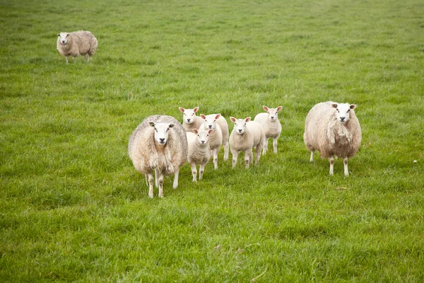 Får och lamm i äng — Stockfoto