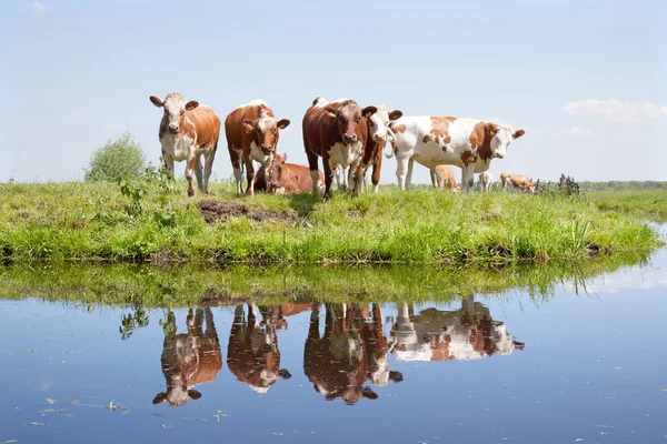 Jonge koeien in een weide — Stockfoto