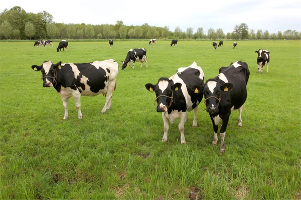 Vacas en un prado mirando —  Fotos de Stock