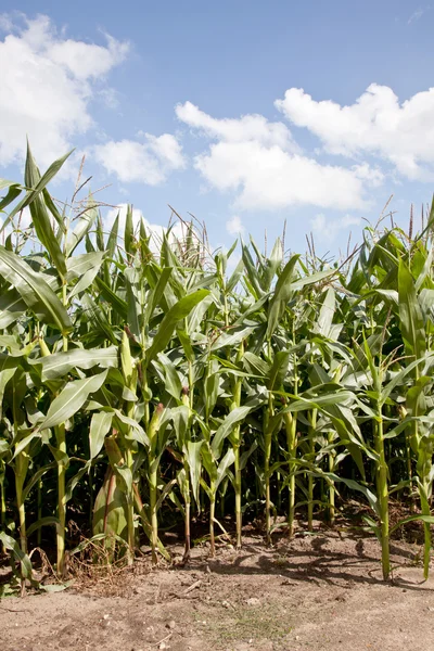 Mais auf einem Feld in den Niederlanden — Stockfoto