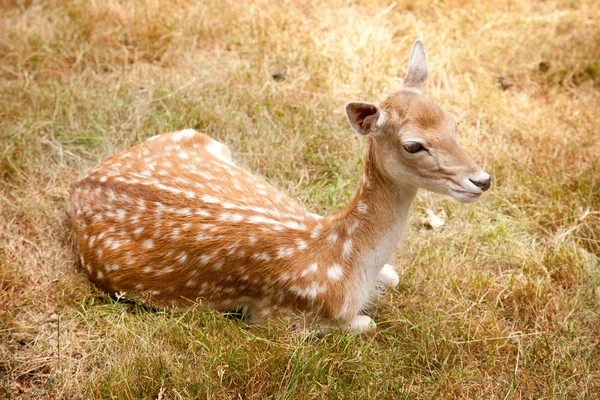 갈색 잔디에 사슴 — 스톡 사진