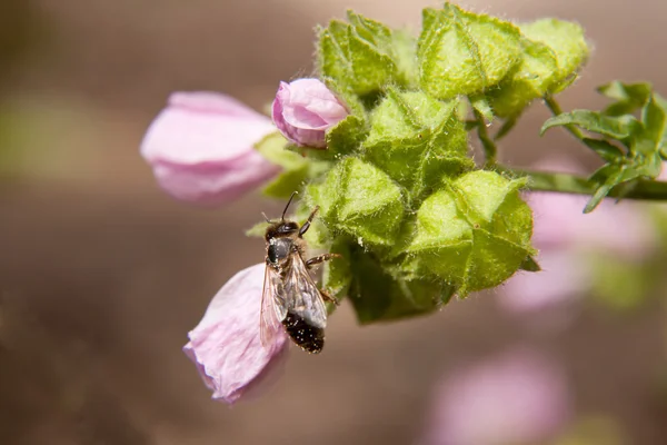 Bee on buds of pink flower — Stock Photo, Image