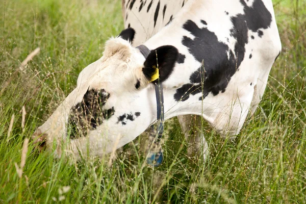 Pastoreo de vacas blancas y negras — Foto de Stock