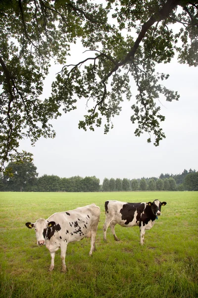 Dos vacas en el prado en los Países Bajos — Foto de Stock