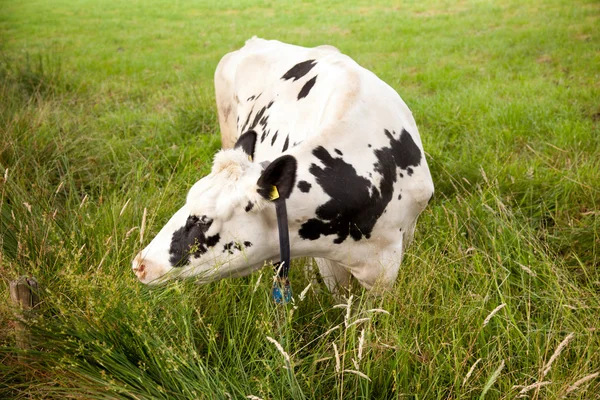 Vaca blanca y negra pastando en zanja — Foto de Stock
