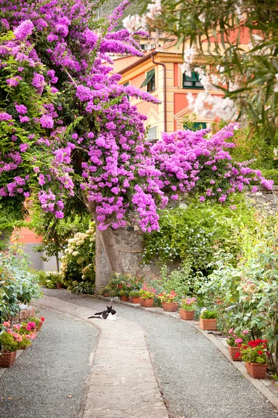 Fleurs dans le jardin en Italie — Photo
