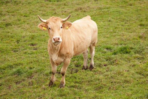 Vaca marrón en el prado mirando hacia arriba — Foto de Stock