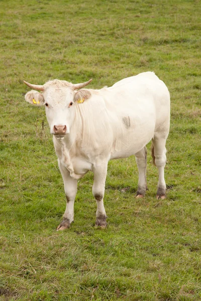 Vaca blanca en el prado buscando — Foto de Stock